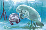 2 Manatees