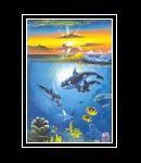 Dolfins Sunset
