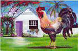 Rooster