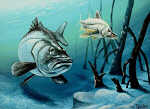 Snook